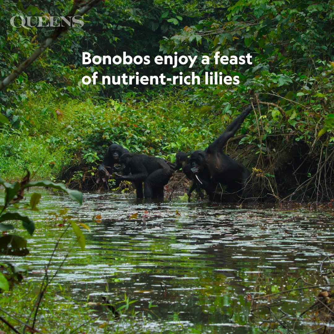 There's nothing quite like a waterside picnic for these bonobos as they chow down on some mineral-rich lilies to keep them healthy. 🪷 #NatGeoQueens is streaming on Disney+