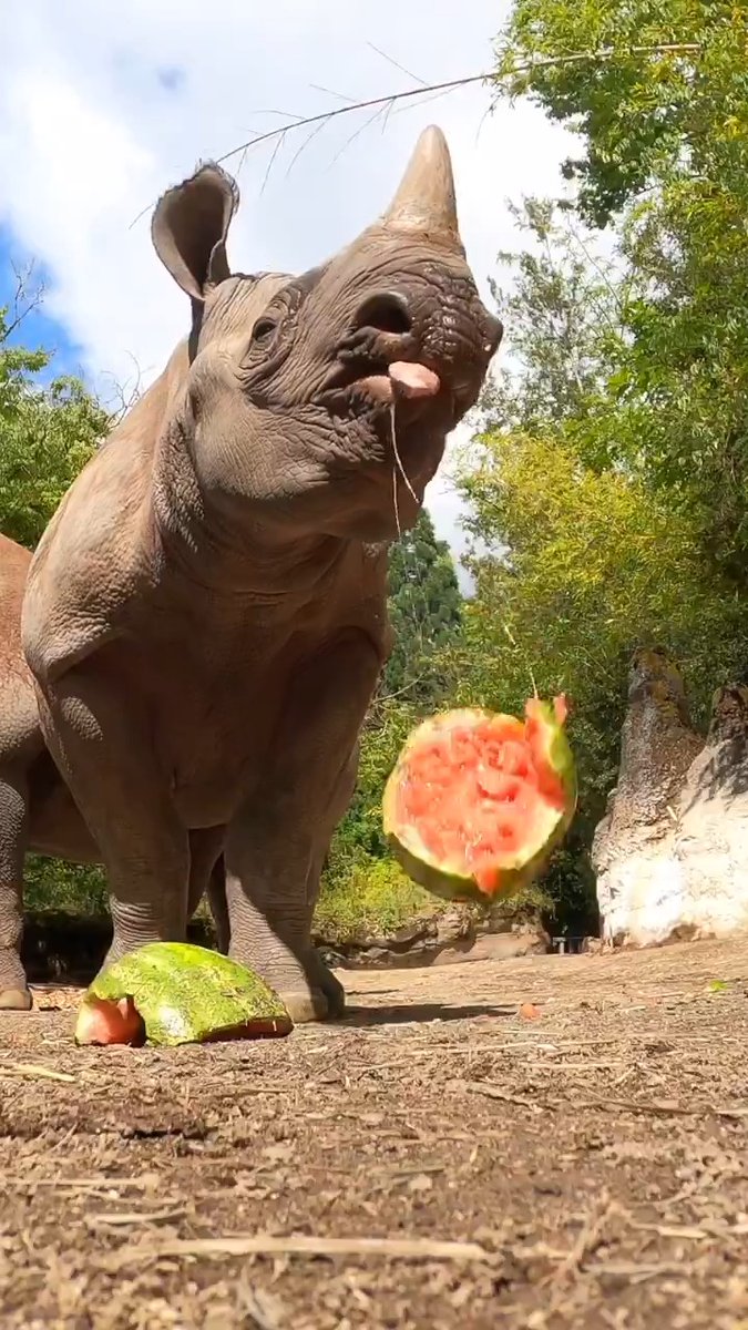 What's cute, gray and a ton of fun? Tamu! The littlest member of the rhino family just hit 2,000 pounds. Way to grow!