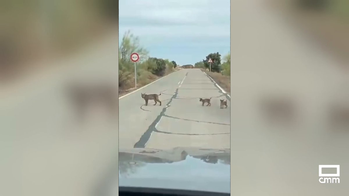 Una imagen curiosa... una familia de linces cruza la carretera en Villarejo de Montalbán, #Toledo. Aprovechamos para recomendar conducir con cuidado y prudencia en las zonas donde pueda haber población de linces.