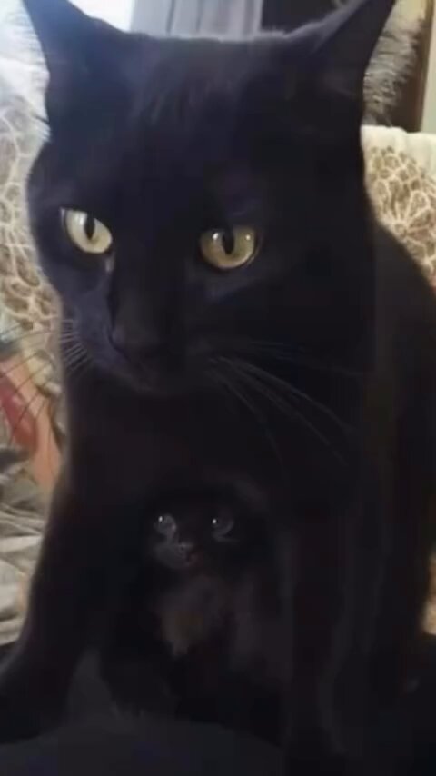 Mama and her baby..🐈🐾😍