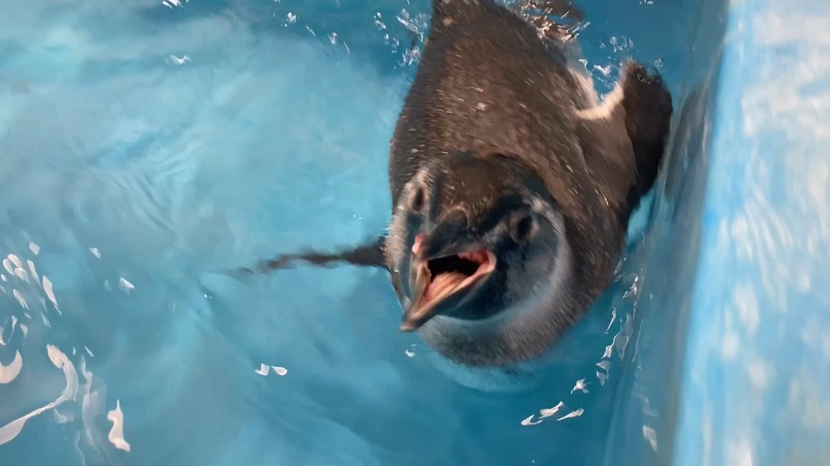 【7/9🐧70日齢のきび】 きびのラスト投稿😭✨ 最近、声変わりをしました〜!😂 まだ高い声も混ざることが多いです! プールで泳いでる時もずっとぷぇぷぇ!🎶 やっぱり、水に入ると顔が真っ黒になっちゃうんだね〜😂 #すみペン赤ちゃん日誌