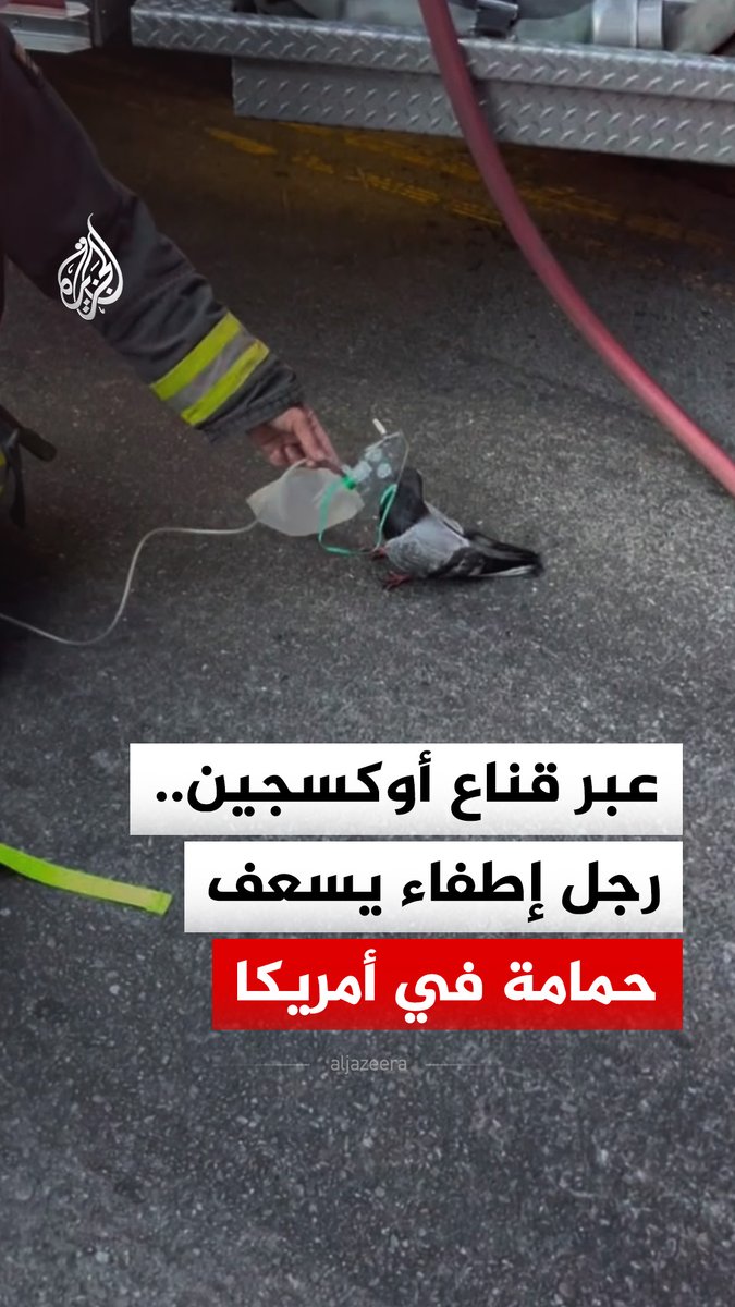 رجل إطفاء يسعف حمامة تعرضت للاختناق بسبب دخان ناتج عن اندلاع حريق في سيارة في مدينة أوكلاند بولاية كاليفورنيا غربي الولايات المتحدة #فيديو
