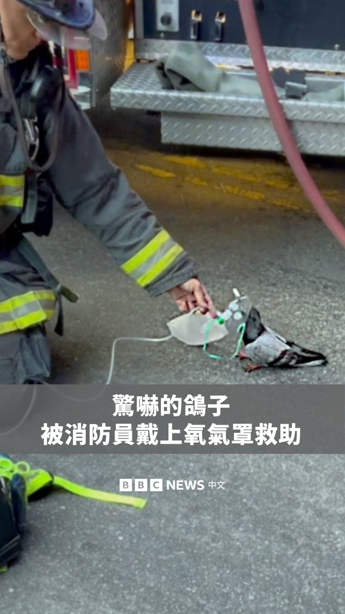 美国加州奥克兰一群消防员在处理火警后，救助了一只疑似吸入浓烟的鸽子。 消防队表示，当时他们正在扑灭一起汽车火警，期间看见这只鸽子穿过浓烟飞行。火势受控后，鸽子又缓缓靠近正在收拾装备的消防员。 消防员向BBC指出，他们随即取出儿童用氧气面罩。鸽子也在吸氧数分钟后恢复状态，飞离现场。