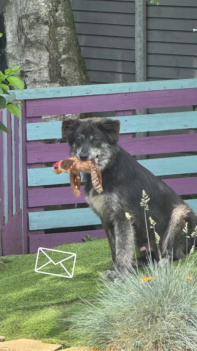 A love letter to Otis ✉️🥰 The black dog that no one chose, who got the chance to show everyone what a brilliant boy he is. He was always enough in our eyes. Otis just needed a chance to shine in a way that couldn’t have happened in traditional kennels. Thank you to everyone who supports our rescue and donates to help these dogs. You have given Otis the world. There are thousands of rescue dogs just like him just waiting for a chance. Please look deeper. We don’t need more puppies bringing into the world. We need to help the ones that are already here 💜