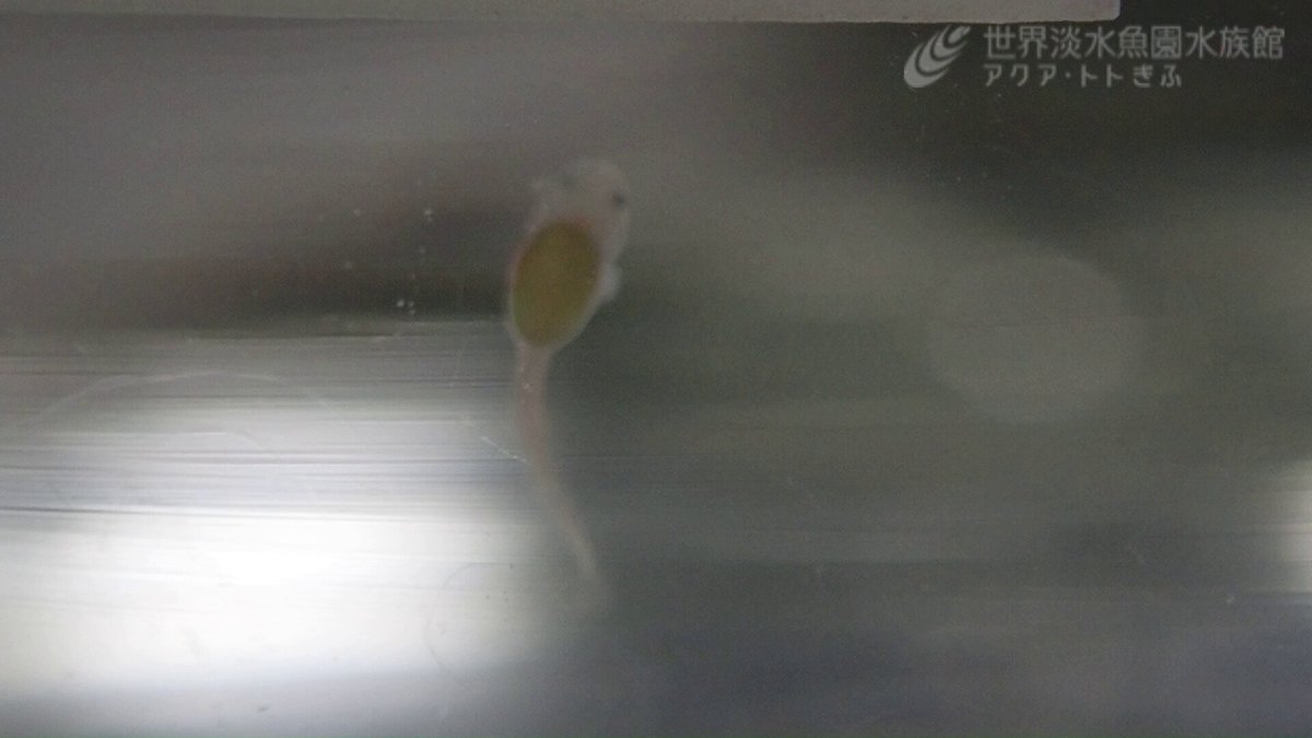 今年もネコギギが繁殖しました。動画はふ化翌日の仔魚です。ものすごい速度で体をくねらせています‼じっとしているように見えて、絶えずこの様子です。【展ス】