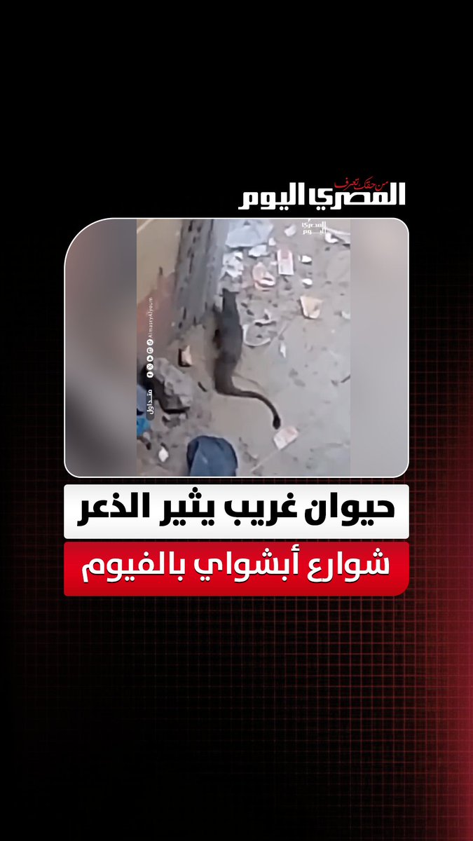 حيوان غريب يثير الذعر في شوارع أبشواي بالفيوم