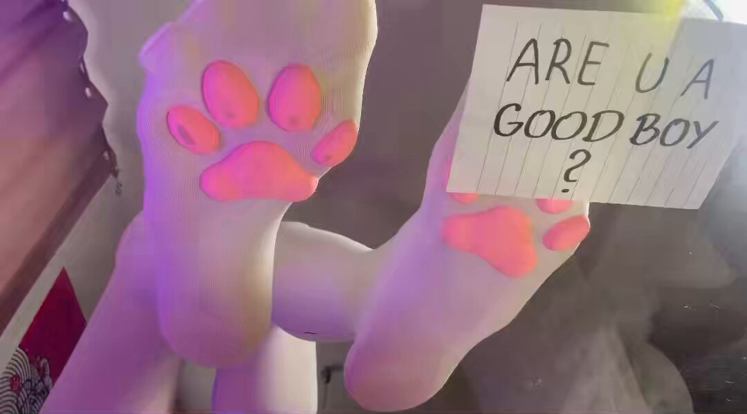 Will you let my cute paws rob you? 🐾