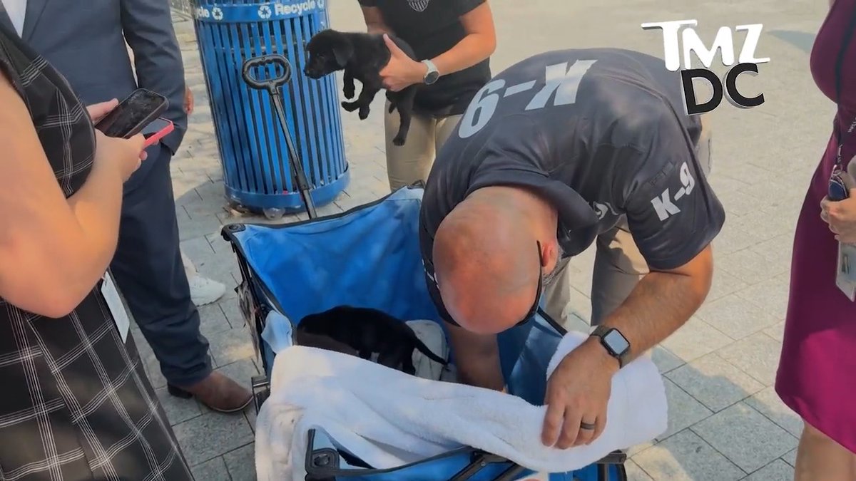 Future Capitol police dogs barking up a storm of cuteness. 🎥: CHARLIE COTTON