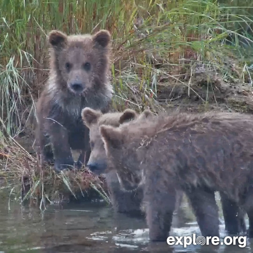 Jolly brings her cubs a fish, but there's some disagreement about distribution 🐟