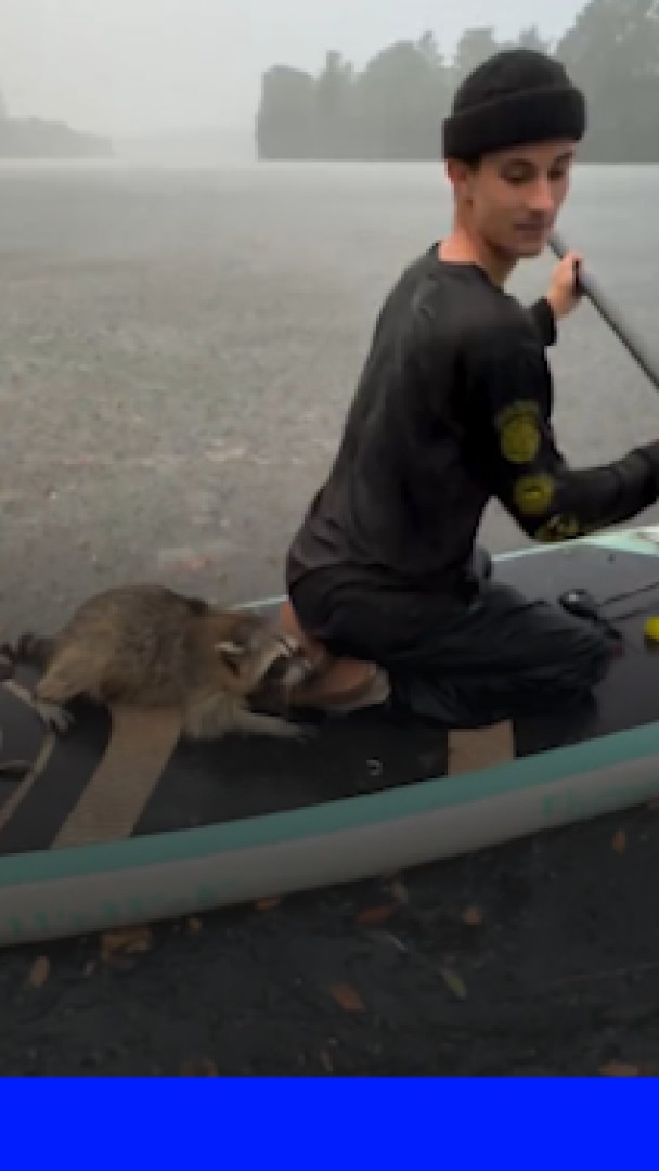 Texas: un raton laveur sauvé de la noyade par deux hommes en paddle