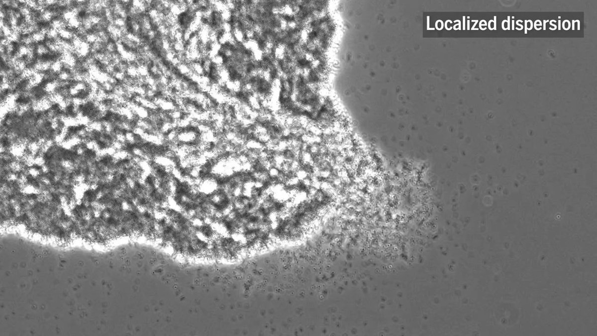 Hiding out-of-sight on our produce, pipes, and even teeth are tiny bacterial cells enmeshed within a sticky web. These microbial clusters—known as biofilms—are more resistant to antibiotics and other weapons. Researchers have discovered another surprising way they survive: ejecting some of their cells as if they were escape pods jettisoned from a doomed sci-fi spaceship, researchers report. Learn more:
