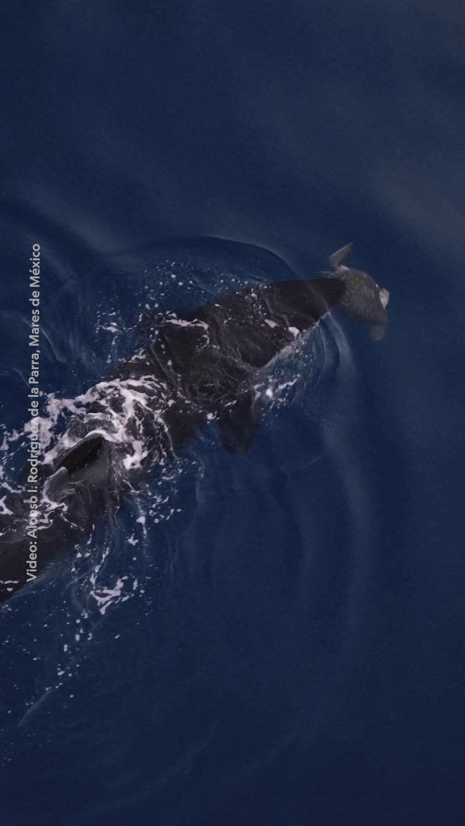 Instead of going in for the kill, this mother orca spins the sea turtle as her calf watches on, but why? Researchers examining this footage from the Gulf of California believe she may be teaching, rather than playing with her food: