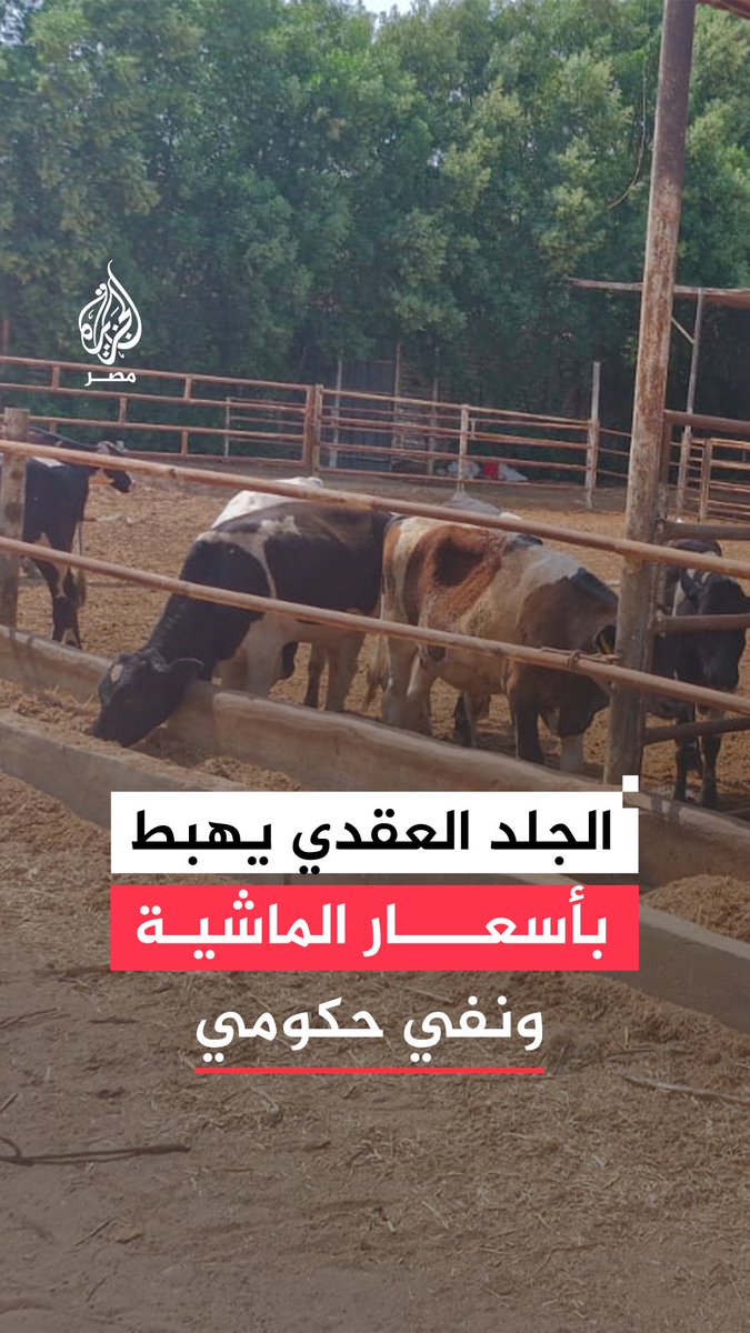 تراجع أسعار الماشية بنحو 20% وسط مخاوف من انتشار مرض الجلد العقدي بينما تؤكد وزارة الزراعة عدم رصد زيادة في معدلات الإصابة.. ما القصة؟