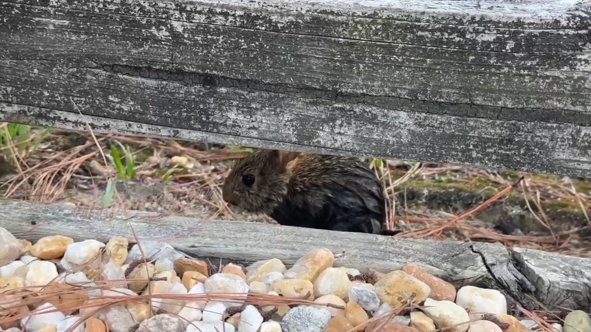 I hear the dog barking and look to see what he's barking at only to see a baby rabbit in the pool. So, I jump in the pool to try to grab it. After I go in the rabbit swims to the filtration system. I then try to grab it and it bites me (i don't blame it at all..) and I started recording because I thought it might devolve into an all out war between me and this diminutive rabbit 🐰 Once I finally fished it out with a basket to avoid getting bit yet again it wouldn't leave. This happened over 20 mins ago and it's still sitting where it was at the end of this video eating grass. Do I have a new pet rabbit now? 🤨🐇 #rabbit #animals #nature #bunny #pets
