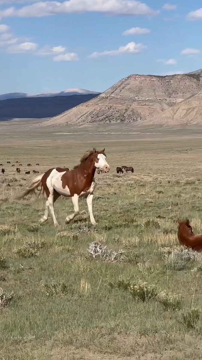 Freedom looks like this. 🐴 Wild horses build families, friendships, and complex social lives that only exist when they're wild and free. Protecting them protects the spirit of the American West. 🎥: @kaymrk74 (Instagram), Wyoming's Salt Wells herd