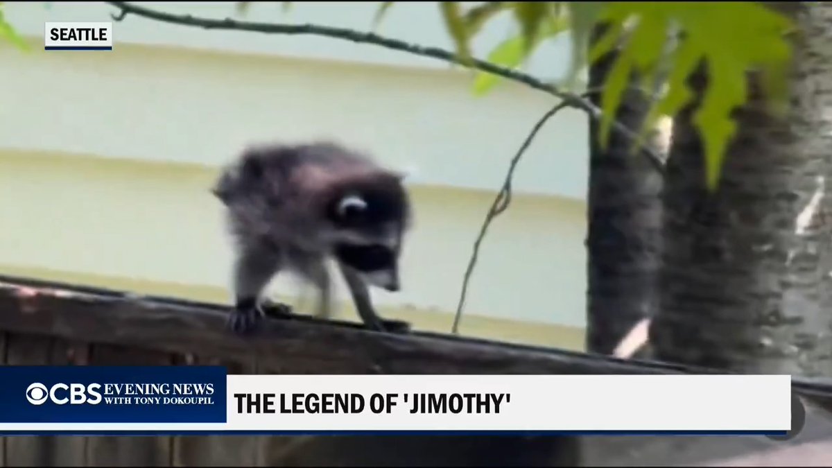 A raccoon with a rare spinal deformity has become an internet sensation after being spotted in Seattle, where fans have nicknamed him "Jimothy."