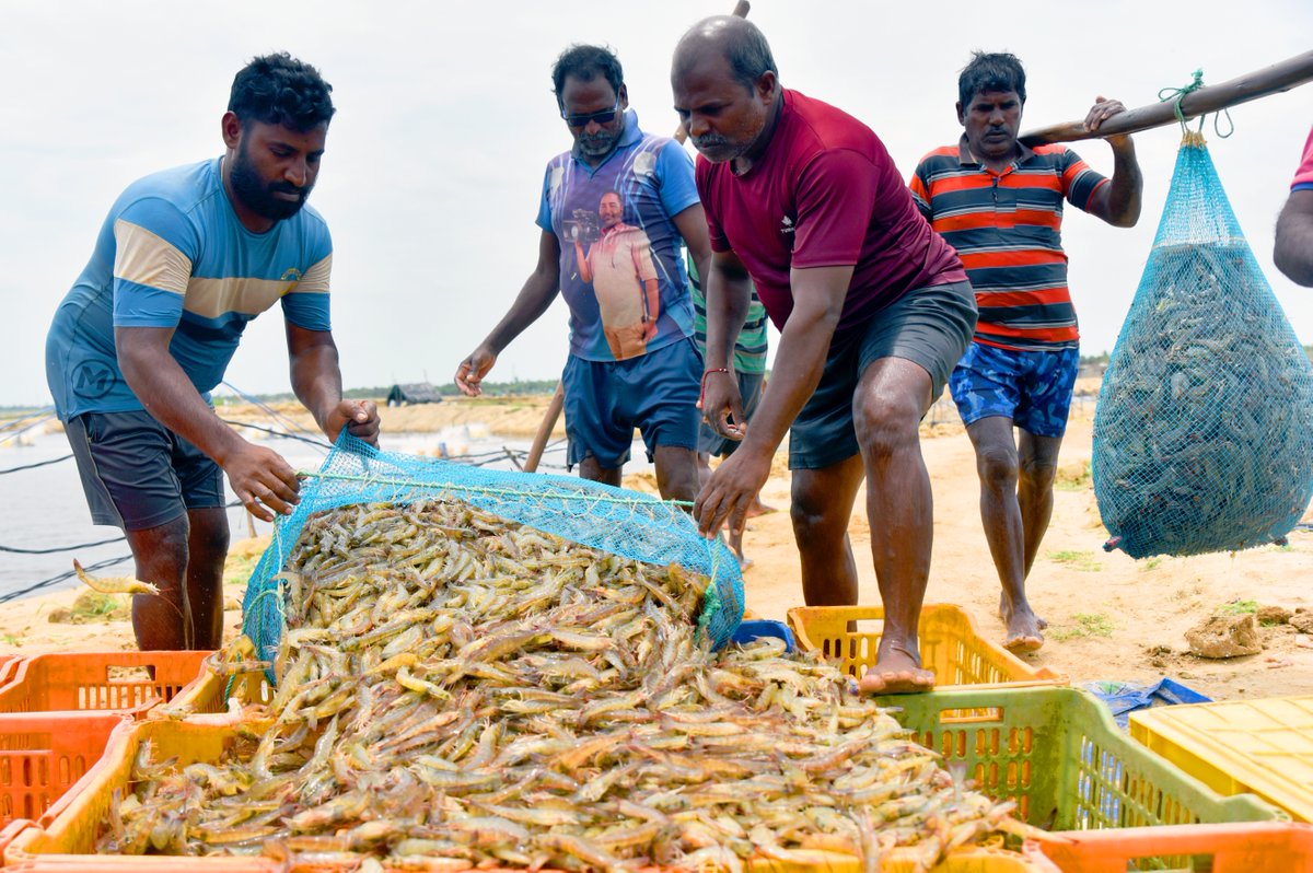 How India took over America’s shrimp supply