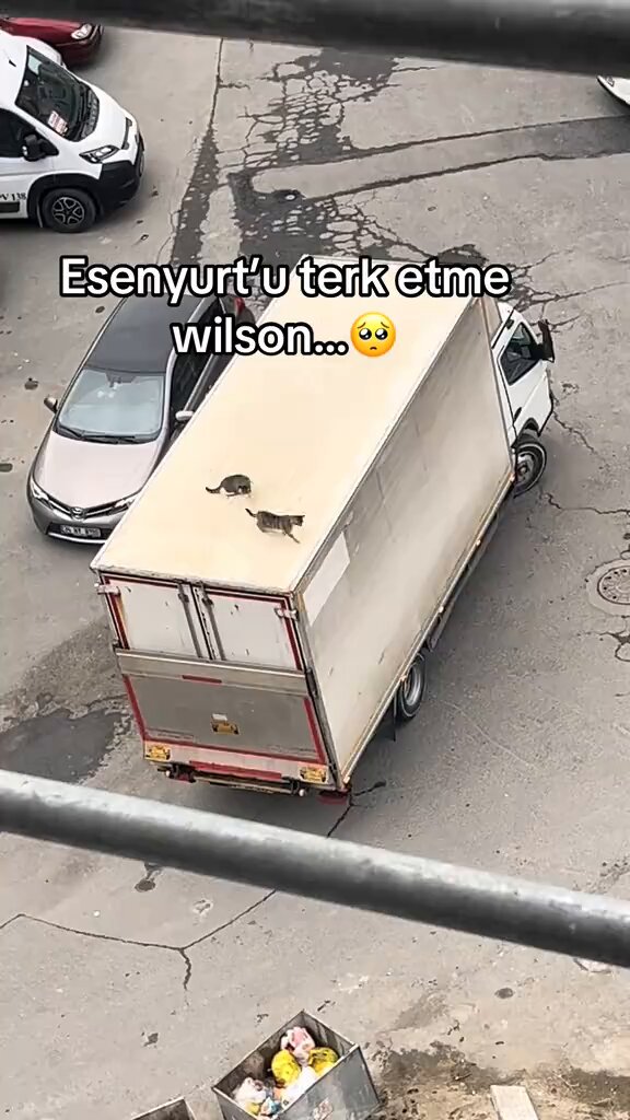 Esenyurt'tan Gebze'ye doğru yola çıkan bir kamyonetin kasasına çıkan kediler, ortaya çıkan görüntüyle adeta Wilson Lo Siento sahnesini aratmayan anların yaşanmasına neden oldu.