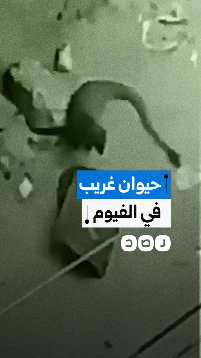 ظهور حيوان غريب يثير الذعر في شوارع أبشواي في الفيوم