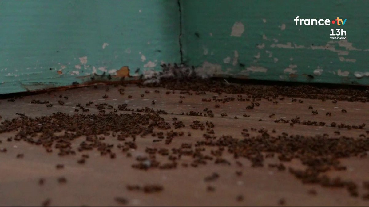 C'est une conséquence inattendue des fortes chaleurs : la canicule a réveillé par endroits des colonies de fourmis qui envahissent parfois des quartiers entiers. Les riverains en retrouvent partout chez eux, jusque dans les prises électriques. #JT13H