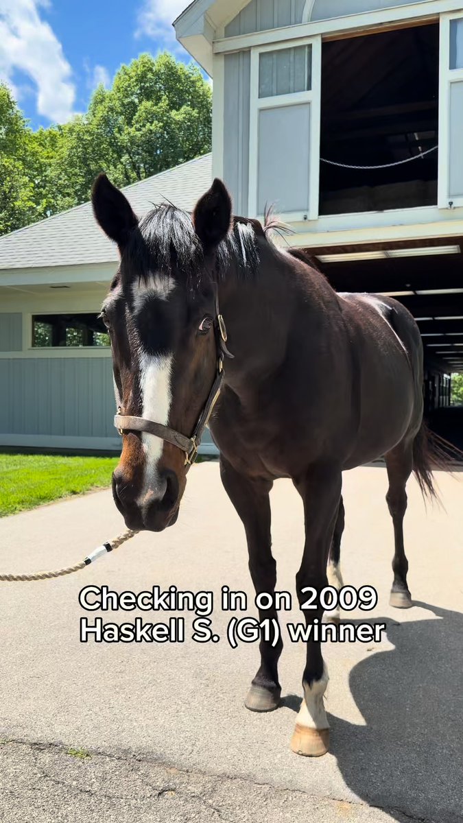 Checking in on the second filly in history to win the Haskell Invitational S. (G1). 👑 In 2009, RACHEL ALEXANDRA made history at Monmouth Park, capturing the Haskell for her sixth consecutive graded stakes victory. Just one month later, she became the FIRST filly ever to win the Woodward S. (G1)! Now, she enjoys her days at Stonestreet receiving the absolute queen treatment she deserves💛 Monmouth Park zoecadman National Museum of Racing and Hall of Fame NYRA (🎪) Churchill Downs Preakness Stakes #rachelalexandra #horseracing #racehorse #haskell #thoroughbred #horseoftheyear #girlsingold #stonestreetstables