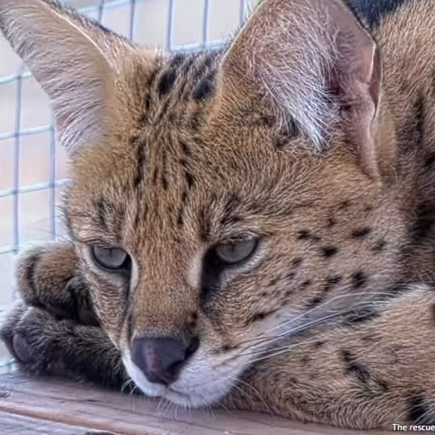 Sleepy serval 😴