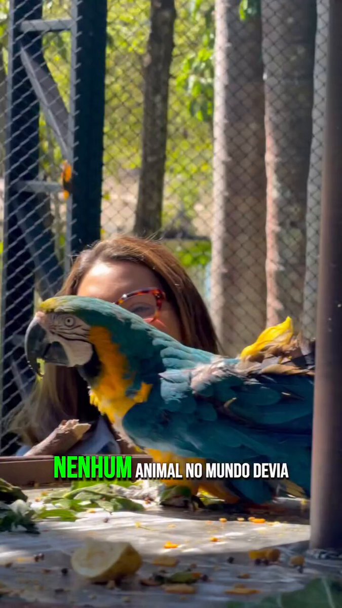 Familia LULA da Silva é outro nível. Janja mostra as araras recuperadas do tráfico de animais, que chegaram à Granja do Torto, que junto com o Palácio da Alvorada foi certificado pelo Ibama para acolher, recuperar e devolver esses animais à Natureza.