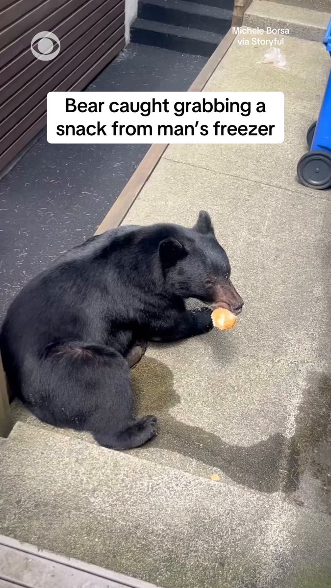 A bear was caught stealing bread from a freezer in Vancouver, British Columbia, earlier this week. The man who filmed the video says he was “in shock” over the encounter.
