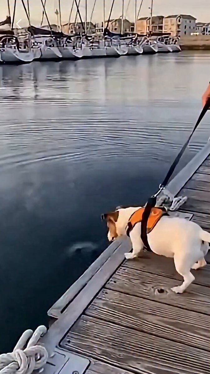 The little dog never saw it coming… but one fearless pit bull dove in without thinking twice