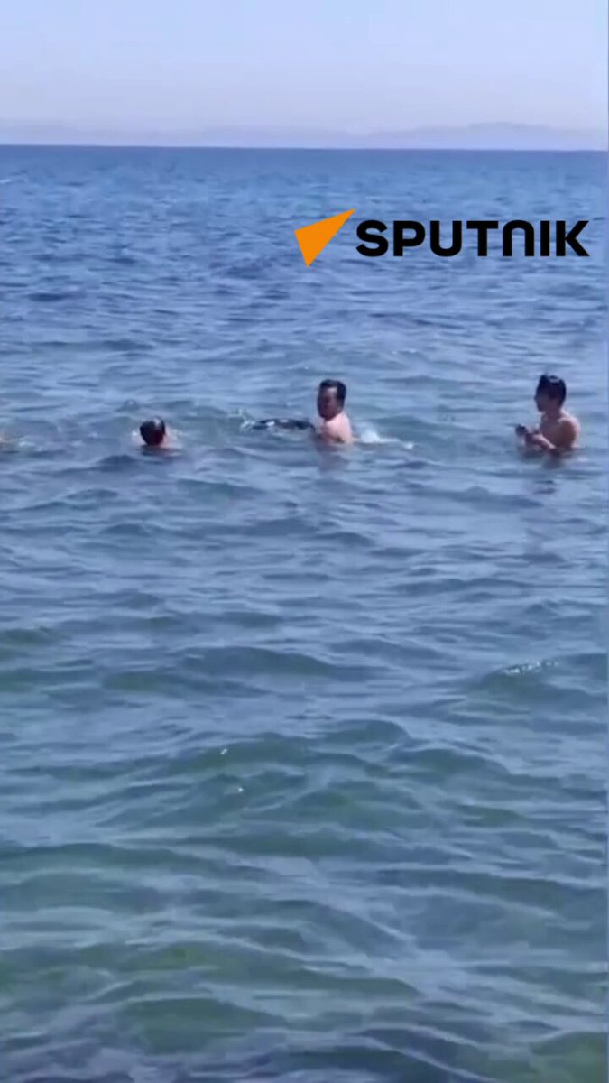Tekirdağ'da yavru yunus, kıyıda yüzenlerin yanına geldi.