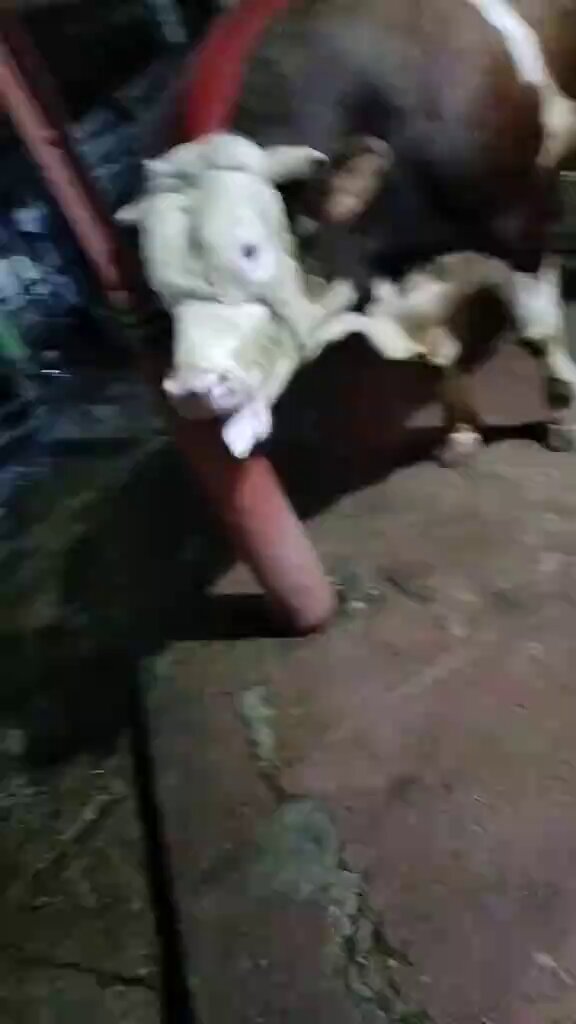 At the slaughterhouse 👺Poor soul in agony 💔They will brutally take his life. Only for greed and gluttony. Completely unnecessary. Completely unjustifiable. #StopYourKillings #LiveVegan the only justifiable way ✌️