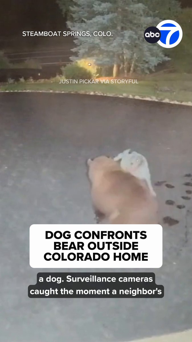 A man praised his neighbor’s brave dog after it confronted a bear outside of his home in Colorado. The shocking exchange was captured on security camera footage.