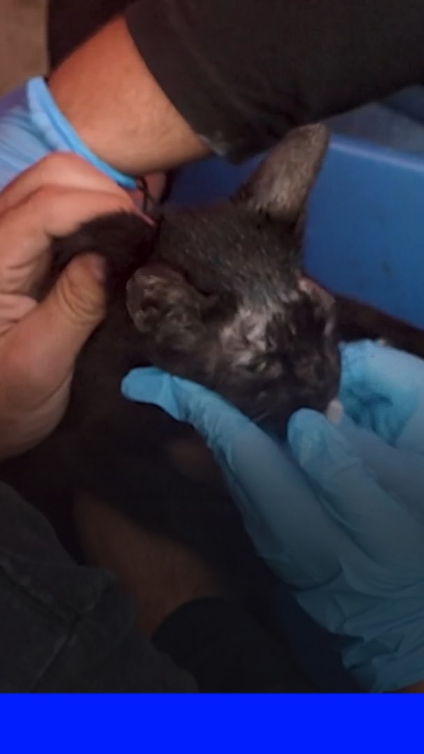 Venezuela: un chat sauvé des décombres 26 jours après le double séisme