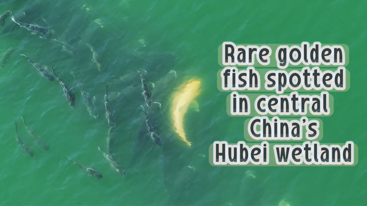 Watch: A one-in-10-million golden bighead carp has been spotted for the first time in Hubei Province. Its vivid yellow color is the result of a rare natural mutation caused by a lack of melanin, experts say. #ChinaSeen