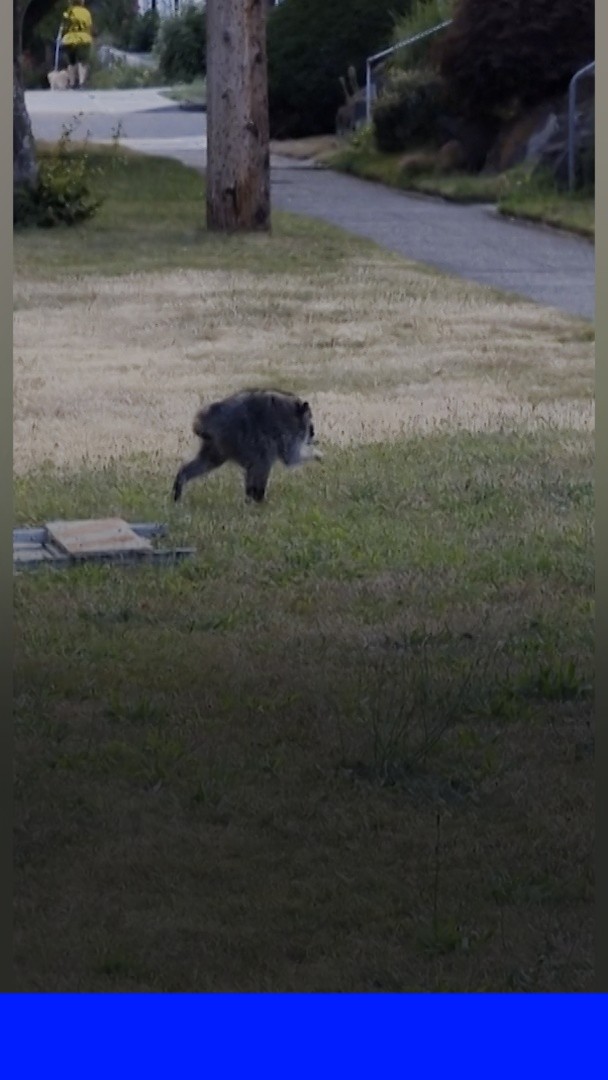 💬 "Au début, j'ai cru que c'était un chat" Jimothy est devenu viral par son apparence. Mais, cette étrange créature est en fait un raton laveur qui souffre d'une malformation de la colonne vertébrale
