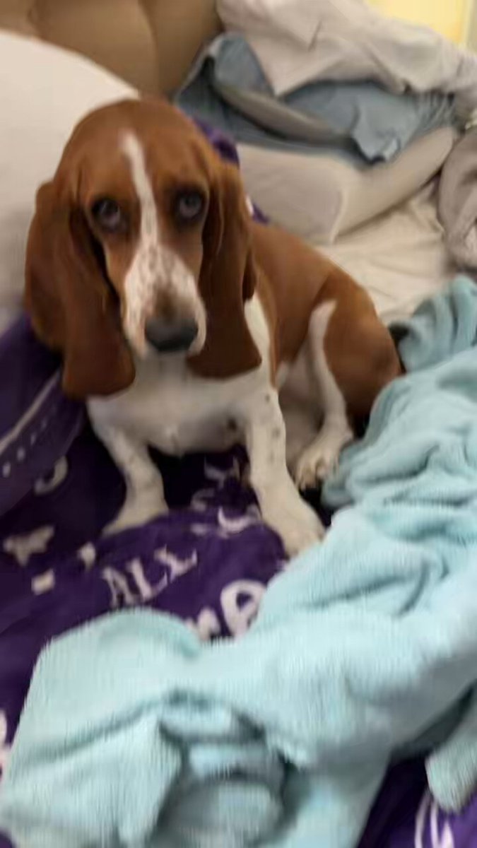 Ruby update. The first couple days have been rough. Big time fears, confusion &amp; uncertainty. Papa is doing his best &amp; is being very patient. Ruby is starting to not dart from him. Our behaviorist had a good visit with Ruby &amp; feels this is good for her and him. Miss her!