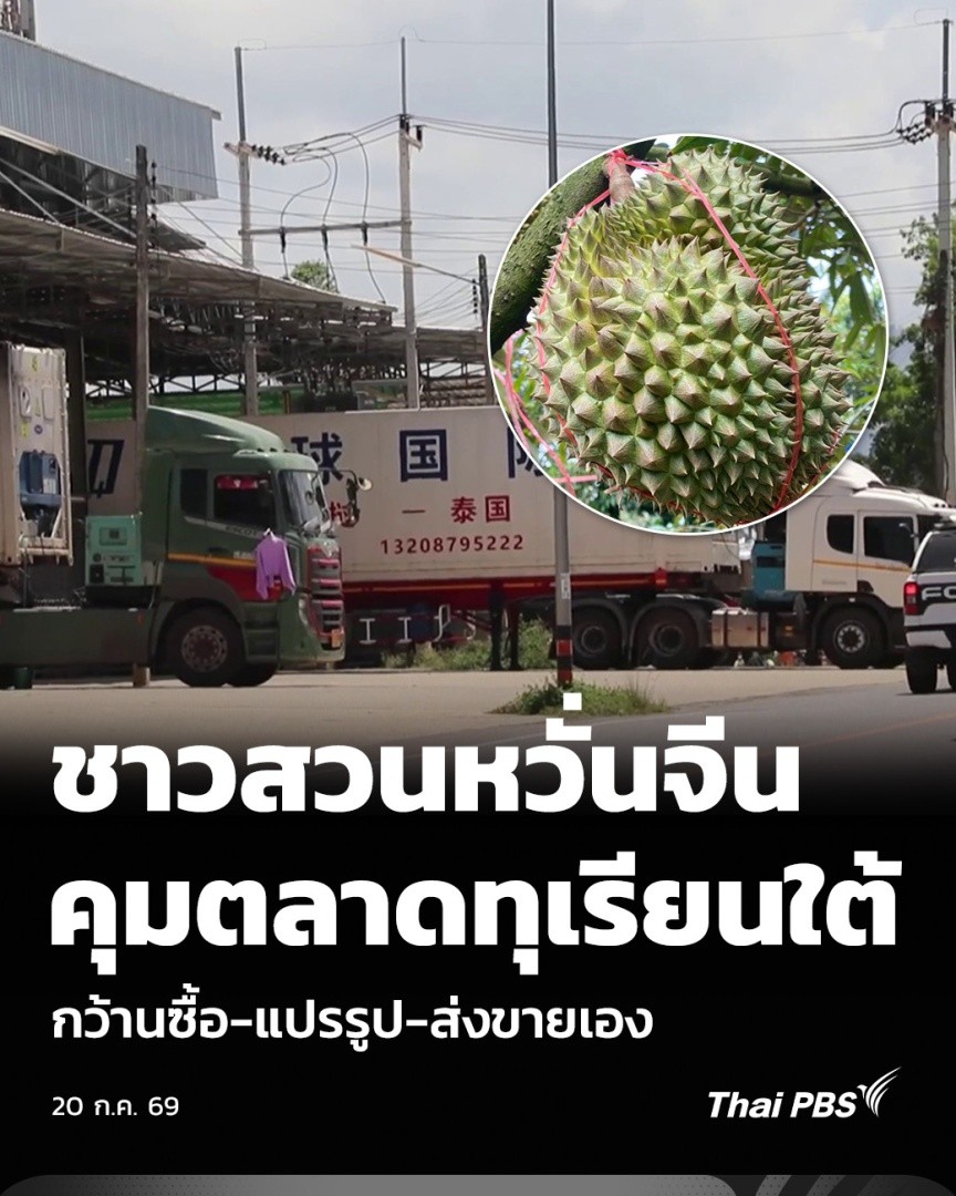 ชาวสวนหวั่นจีน คุมตลาดทุเรียนใต้เบ็ดเสร็จ กว้านซื้อ-แปรรูป-ส่งขายเอง | วันใหม่ ไทยพีบีเอส แหล่งข่าวในพื้นที่ระบุว่า ขบวนการรถบรรทุกจีนยอมวิ่งผิดเส้นทางลงมาถึงภาคใต้ คือการมุ่งตรงเข้าสู่โรงงานเพื่อลักลอบขนส่ง "ทุเรียนแปรรูป" เป็นที่ต้องการอย่างมากในตลาดจีน #ThaiPBS