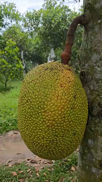 Who Else Have Testedd this kind of fruit???