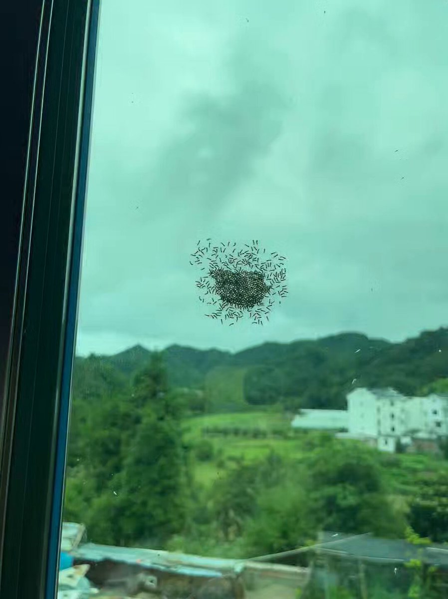My friend found this outside their window today... What on earth is it?