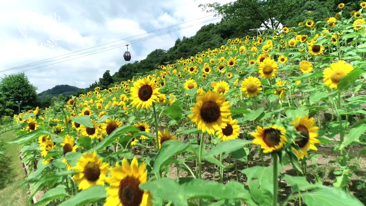 間もなくヒマワリの季節です！ 光り輝く元気なヒマワリをぜひ見にきませんか♪ 開花状況は、ストーリーズでご紹介いたします。 ※動画は昨年撮影したものです ※見ごろ：「四季の庭-よろこびの庭-」7月下旬～8月中旬 「風の丘フラワー園」8月中旬～下旬 #神戸布引ハーブ園 #布引ハーブ園