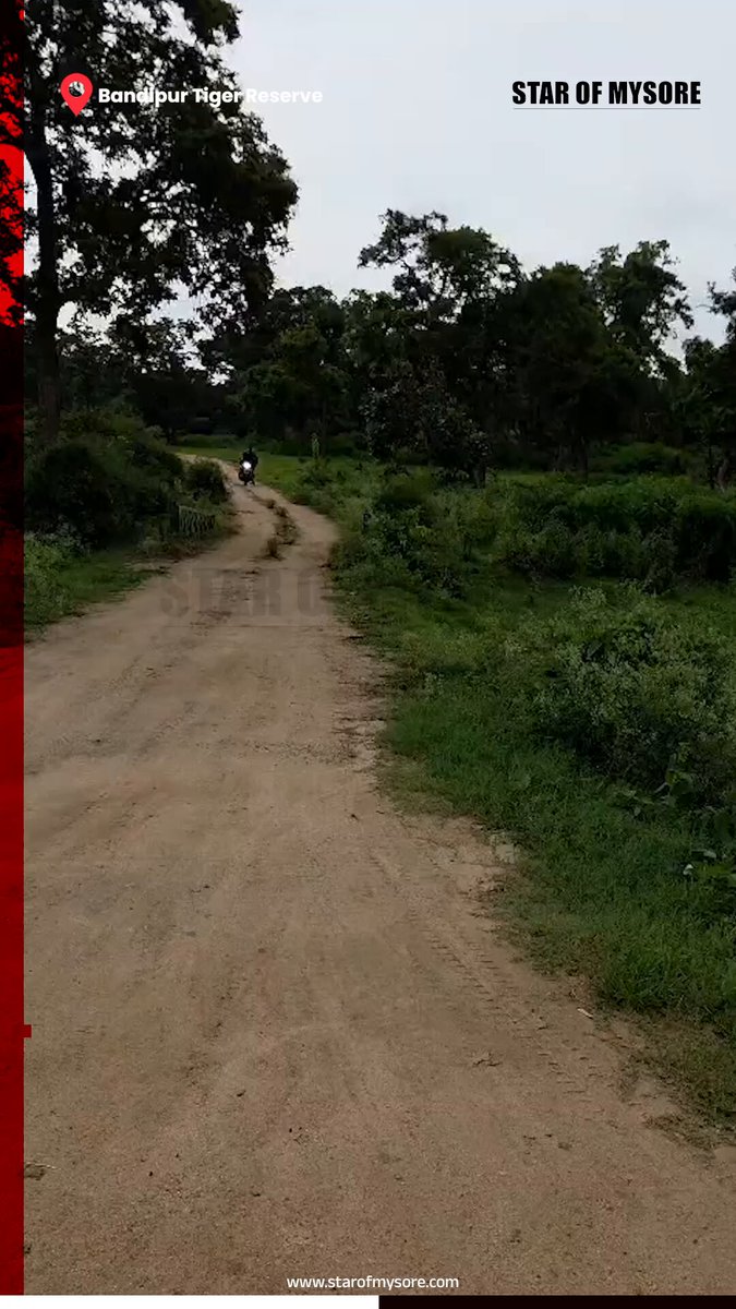 An incident of Tamil Nadu-based bikers trespassing into the safari route at Bandipur National Park was reported yesterday. The biker, along with a pillion rider, was seen travelling on his motorcycle on the safari route located 3 kms from Bandipur old campus at about 4.50 pm. With tigers and other wild animals being sighted at the tiger reserve, the bikers have neglected the safety norms by straying into the forest. On witnessing the bikers entering the restricted forest area, a few of the Mysuru-based tourists warned them not to enter the forest. However, not yielding to the warning, they continued their jolly ride about 2 kms into the forest and returned on the same route. The video of which was captured by some tourists. Meanwhile, by the time the forest guards could arrive, the duo had fled the spot through the Kekkanahalla check post and Mudumalai Tiger Reserve in Tamil Nadu. The Forest officials, who have noted down the motorcycle registration number, have passed it on to the Mudumalai forest officials and Tamil Nadu Police. Bandipur Tiger Reserve Director L. Nandish has also instructed the officials to identify the miscreants and initiate necessary action.