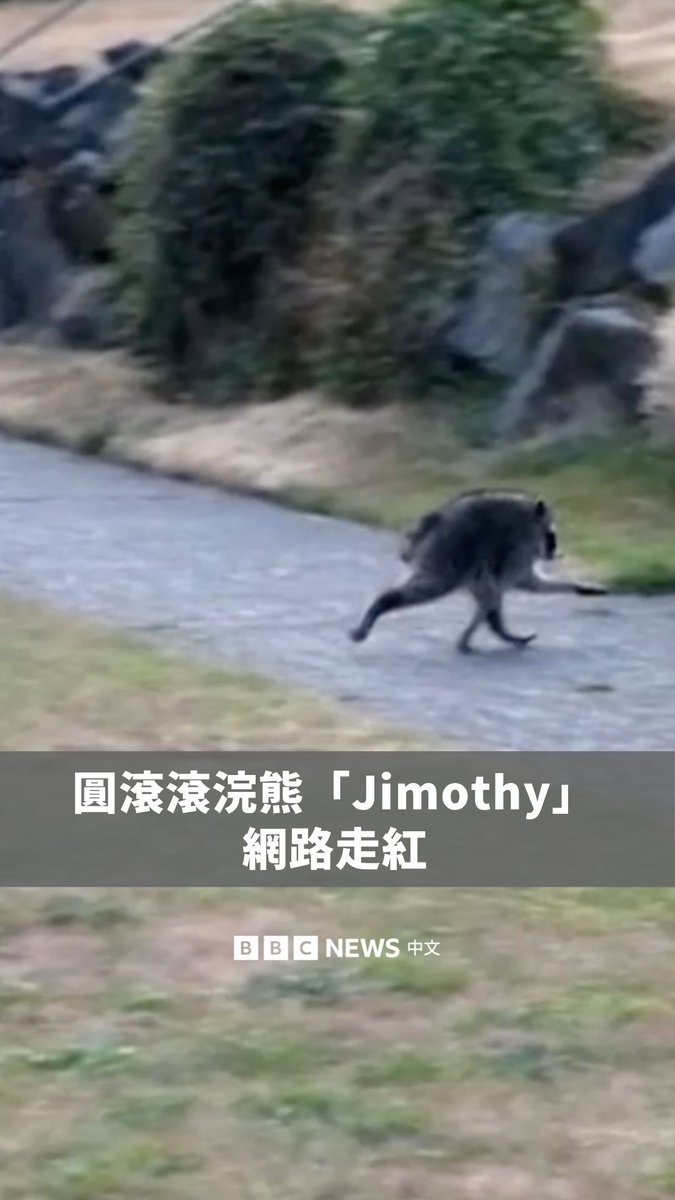 美国西雅图一名女子发现一只身形异常圆润的浣熊,并替它取名为“Jimothy”。她拍摄的影片吸引数百万人观看,也引发当地民众分享更多目击这只浣熊的画面。 不过,专家认为,这只浣熊可能患有罕见的先天性疾病“短脊椎症候群”,导致它的身体外型与一般浣熊明显不同。