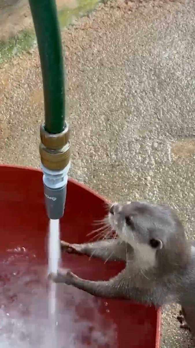 Sometimes enrichment for an otter is as simple as turning the hose on 😂 🦦 📷 Keeper Jason
