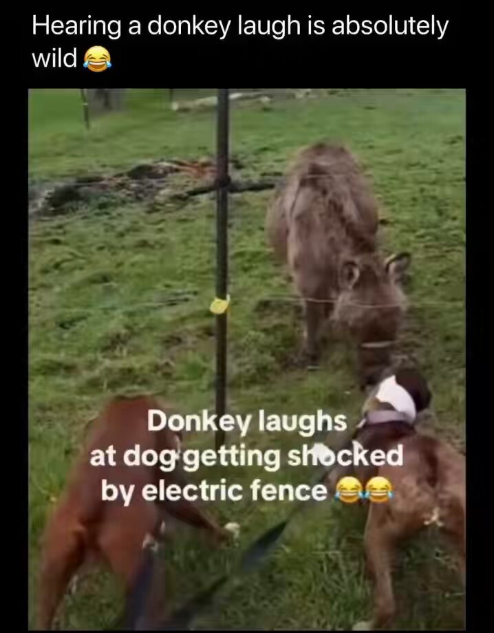 Donkey laughs. 🤣😂