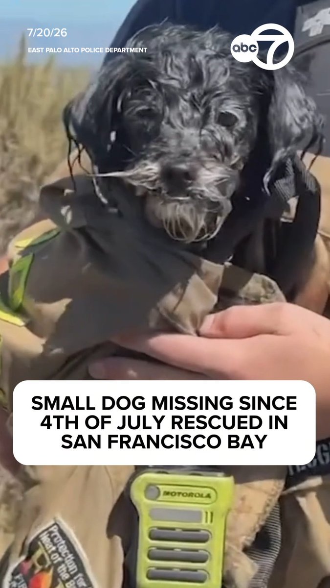 A Bay Area dog that had been missing for weeks is now back with his owners after a harrowing journey in the San Francisco Bay. He was rescued after being spotted by drones, swimming out into marsh water, and even being attacked by seagulls. More here:
