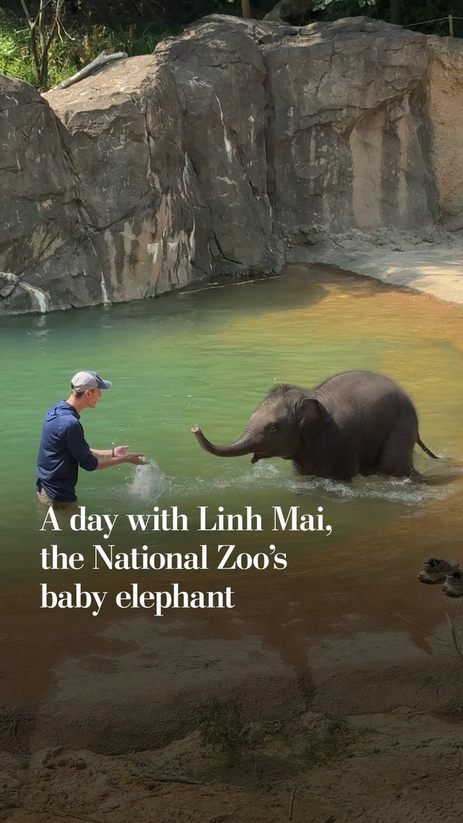 An elephant calf named Linh Mai was born at The Smithsonian’s National Zoo in February. Because the calf’s mother behaved aggressively toward her, curator Robbie Clark and more than a dozen caretakers have been working around the clock to bottle feed Linh Mai. Learn more: