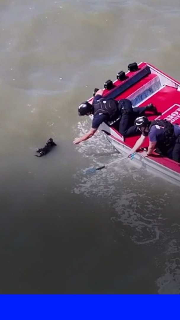 🐶 États-Unis: un petit chien retrouvé vivant dans la baie de San Francisco