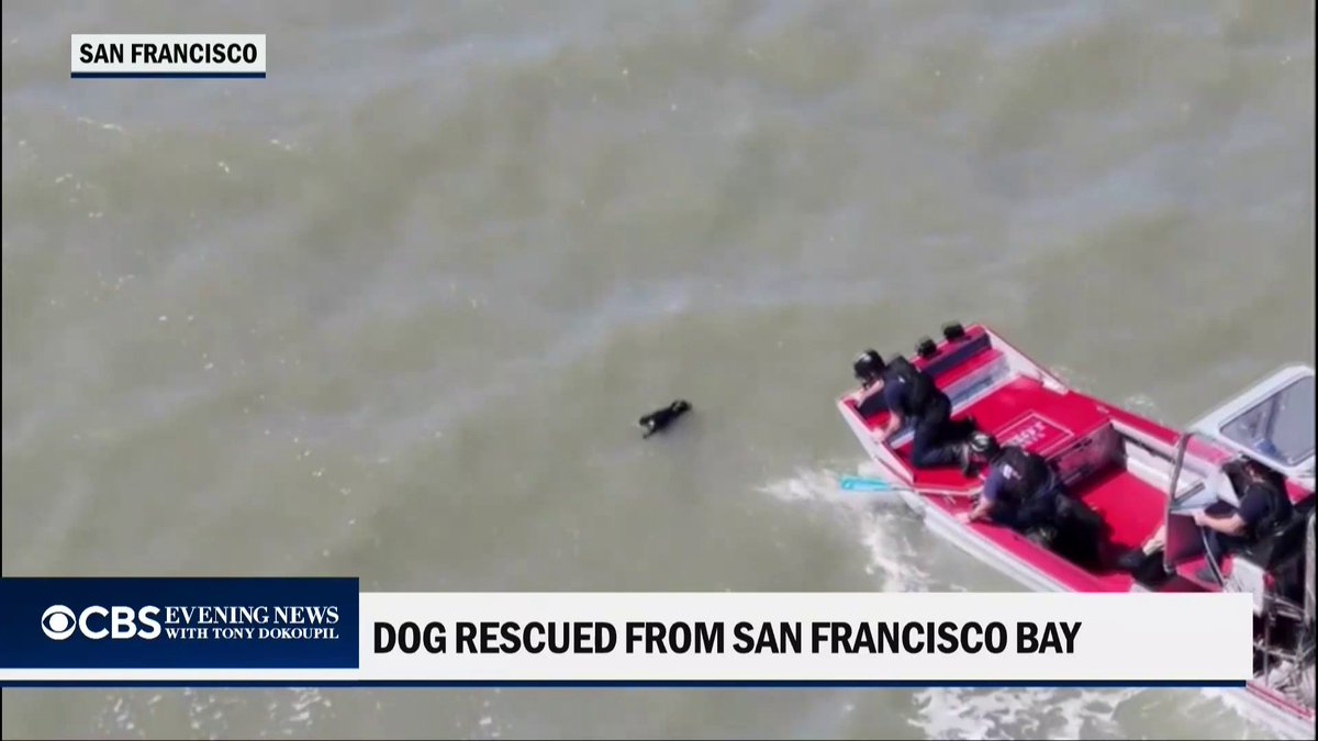 A dog missing since the Fourth of July was rescued after being spotted by a drone swimming about a half-mile offshore in San Francisco Bay.