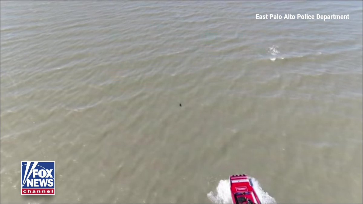 Firefighters rescued a missing dog found swimming in the San Francisco Bay after it escaped into the water and "just kept swimming.” The pup had been missing since July 4 before first responders brought it safely back to shore, where it was reunited with its owners.