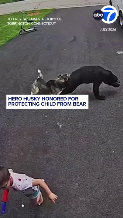 GOOD GIRL! Bella the hero husky, who fiercely protected a child from a charging bear earlier this month, was officially recognized for her bravery. "Bella was rewarded for her bravery with a legislative citation and some treats!" Rep. Joe Canino of Torrington, Connecticut wrote on social media.
